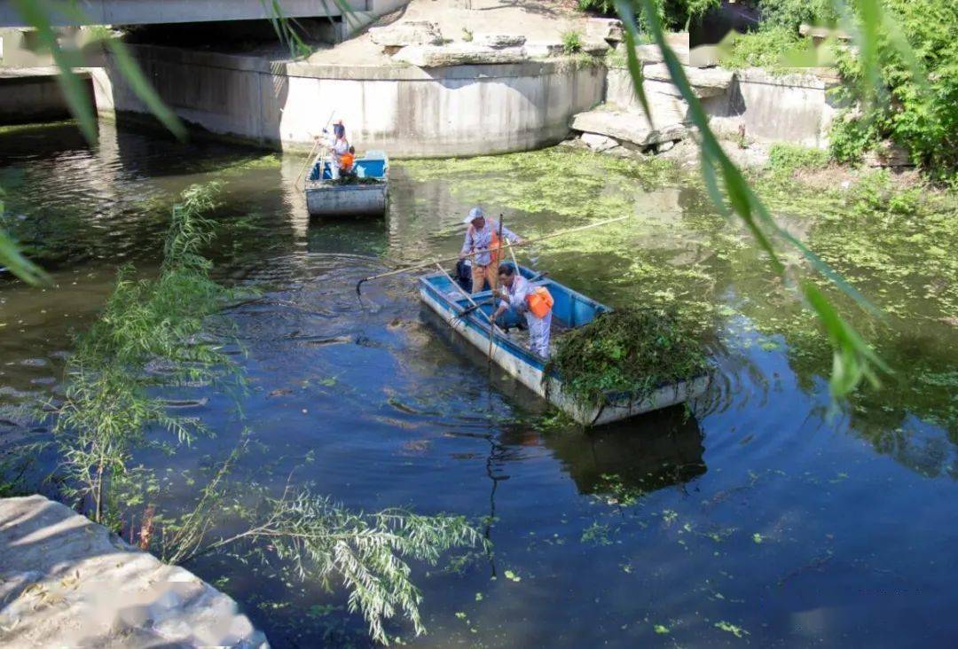 市环卫处突击打捞周山河水域水面浮萍