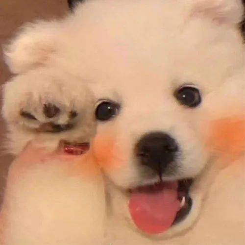 一只汪的头像,可爱萌宠头像,狗狗头像,狗头