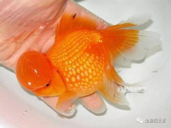 品鉴| 难养类金鱼之一,异种杂交最为成功的典范,非常奇特的美感!