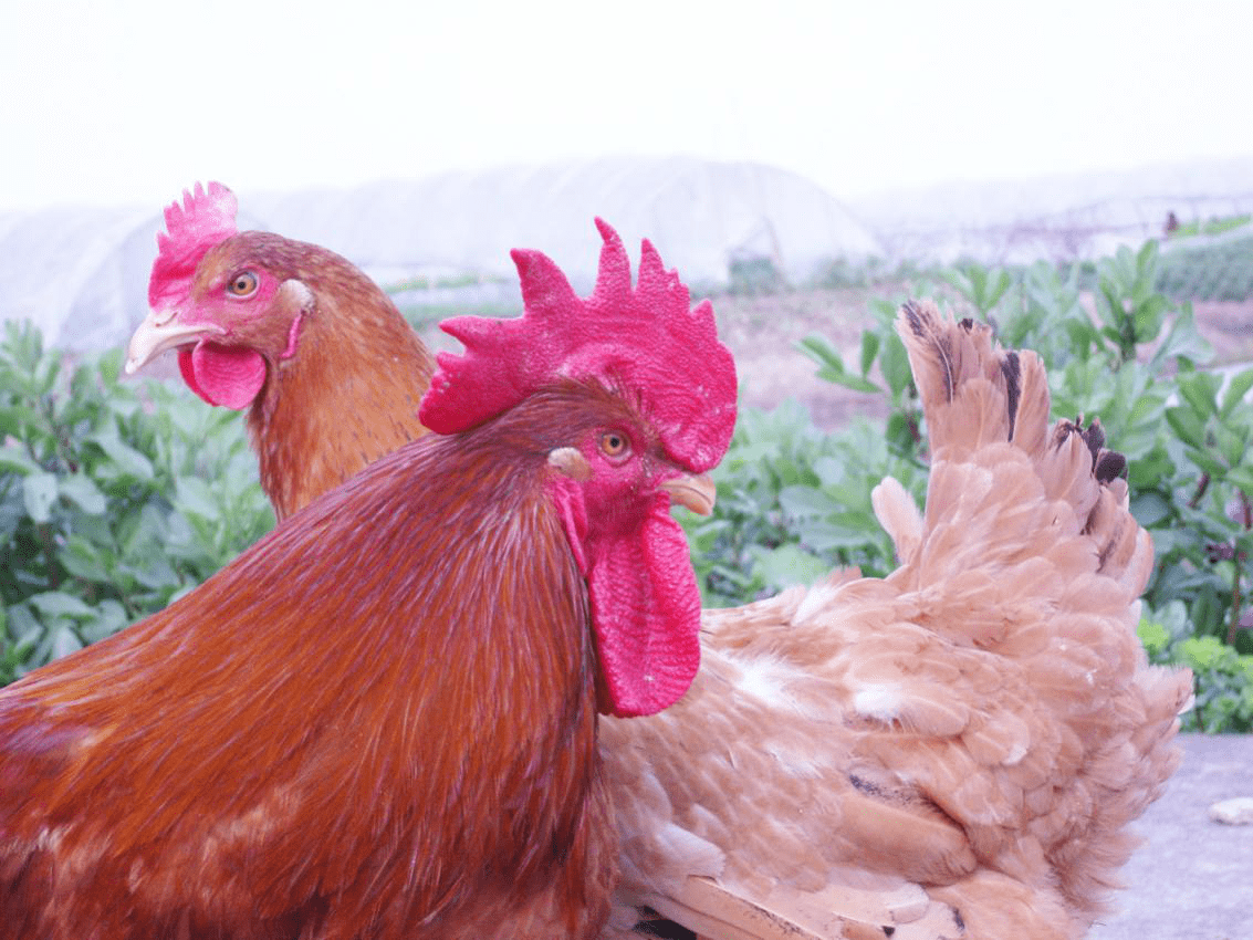 浦东鸡将快步从后台走来,奔向前场!