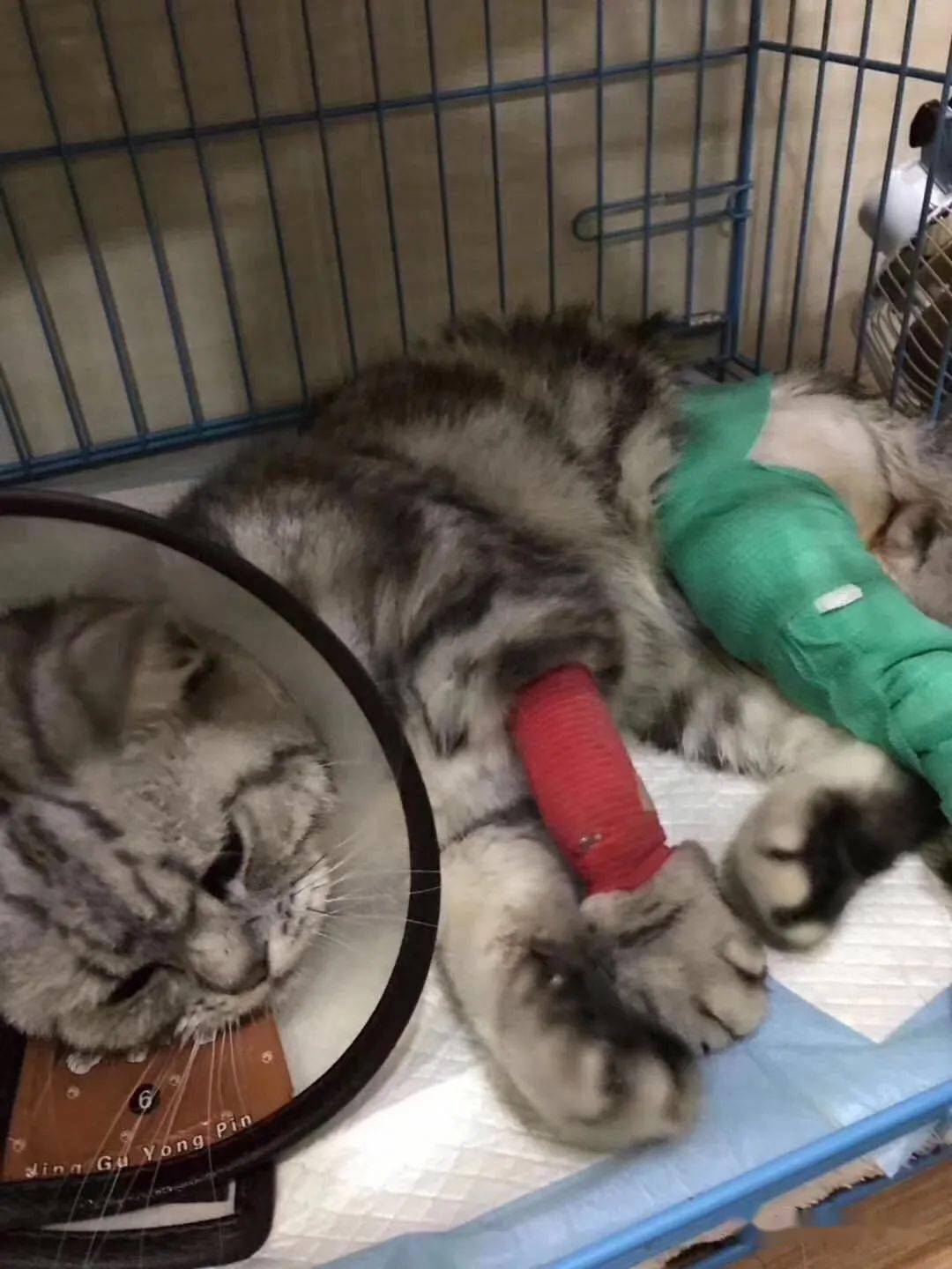 小猫误食了身体乳会死吗(猫咪误食了植物营养液会死吗)