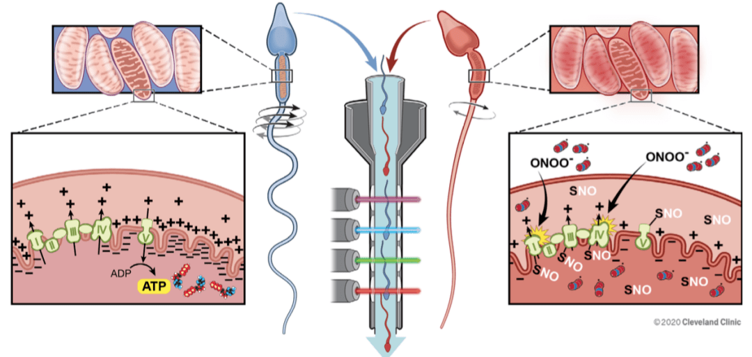 当然,这四种探针联合检测还需要在临床试验中进一步验证,并将其与传统