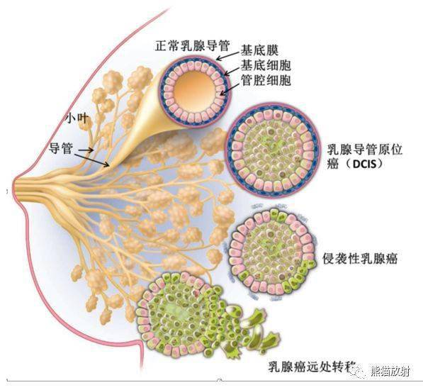 解剖收藏丨女性生殖系统、乳腺解剖图谱-搜狐大视野-搜狐新闻