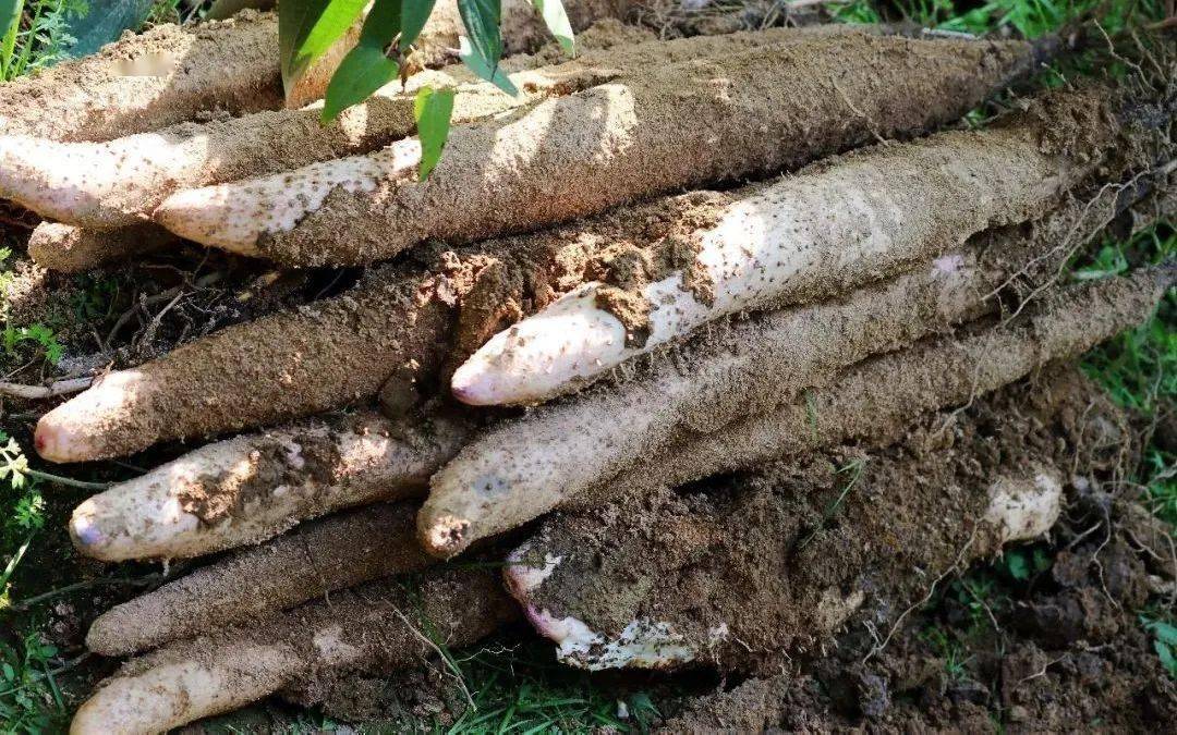 阳山"名""优""特"农产品展开剩余92%提到阳山特产,很多人都会想到七拱