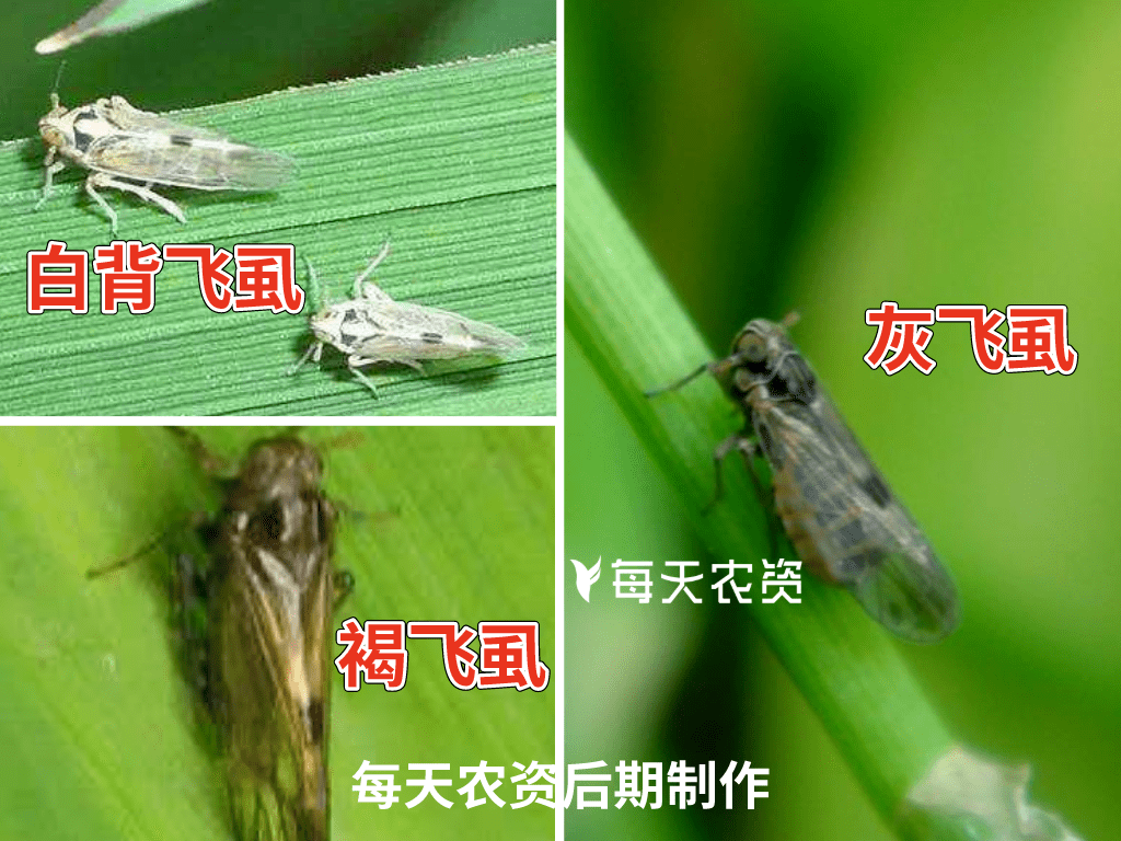 稻飞虱主要以成虫和幼虫吸取水稻汁液,受害的水稻会出现黄叶,枯死的