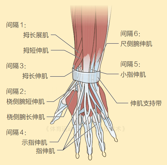 腕关节神经肌腱解剖图图片