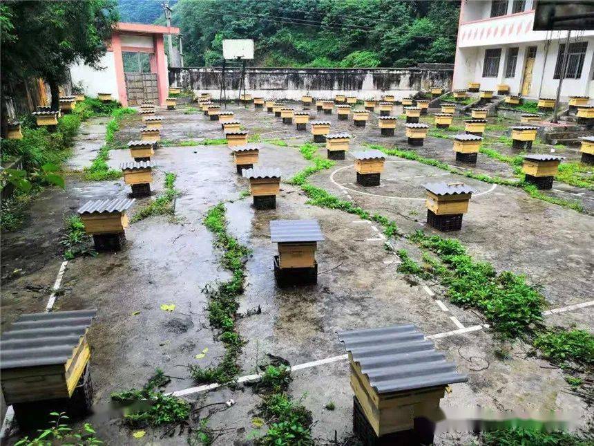 上高桥乡龙堡村把"小蜜蜂"发展成大产业