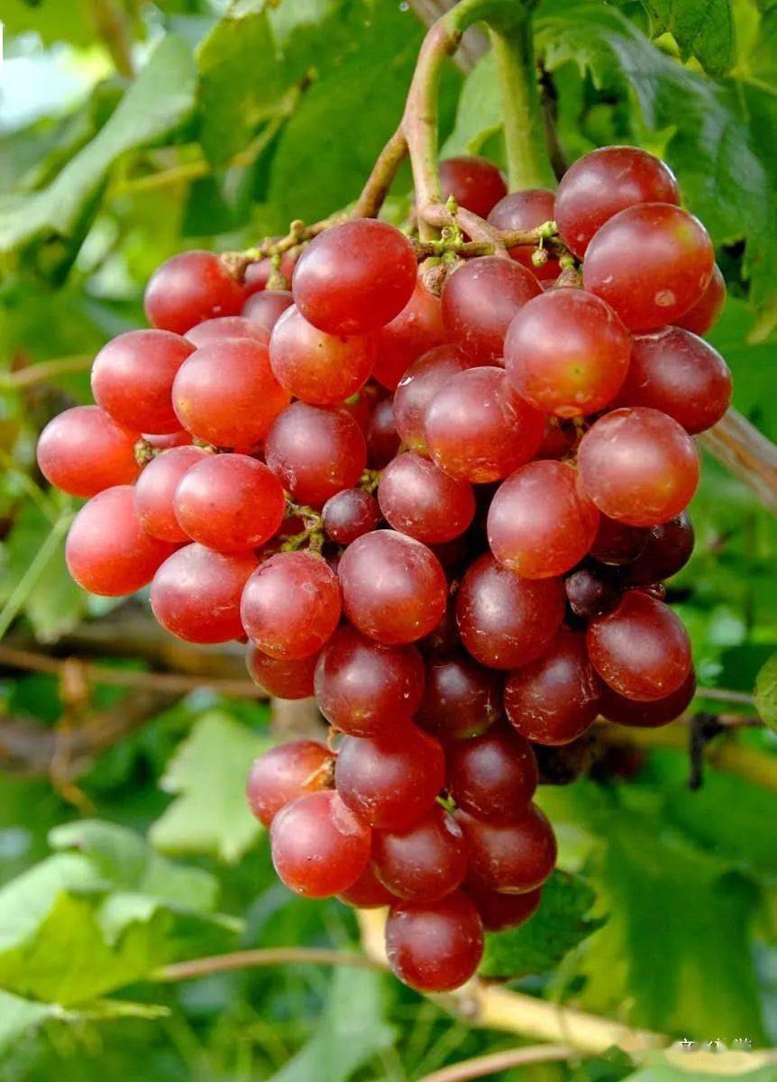 在萧县过了几十年第三张品种的葡萄还真没吃过