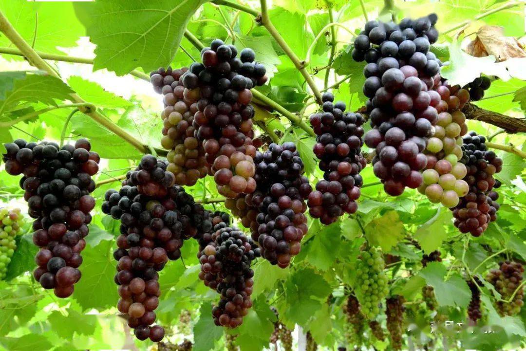 在萧县过了几十年第三张品种的葡萄还真没吃过