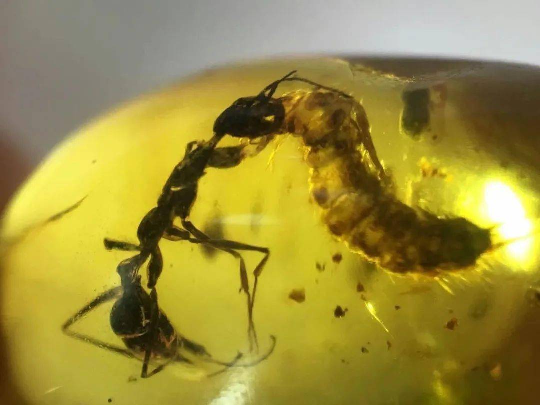 该类蚂蚁具有一对镰刀状大牙(大颚),其唇基向上延长,在头上形成一个