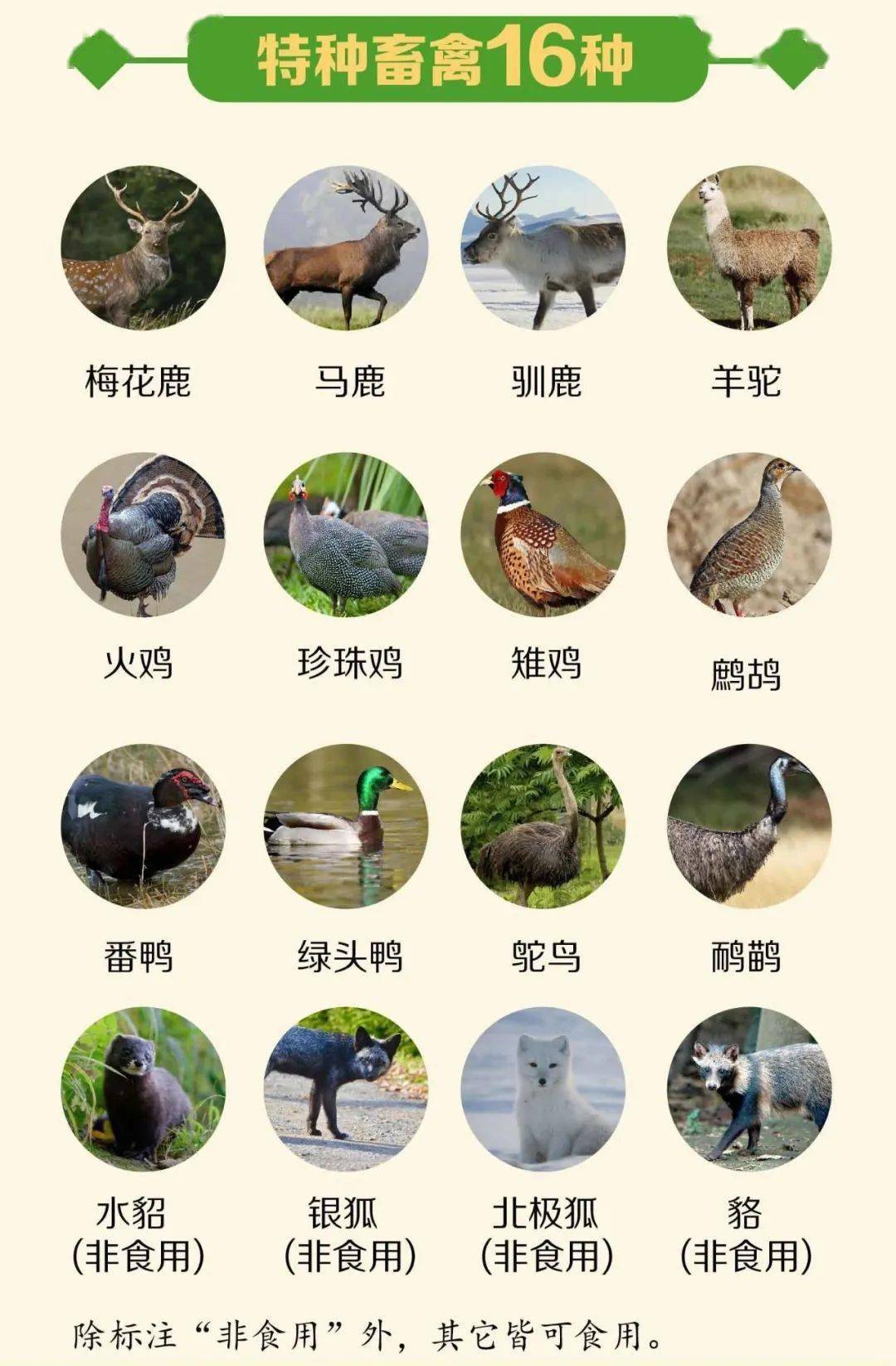 现在哪些动物可以吃不能吃的在养野生动物该咋办权威解答来了