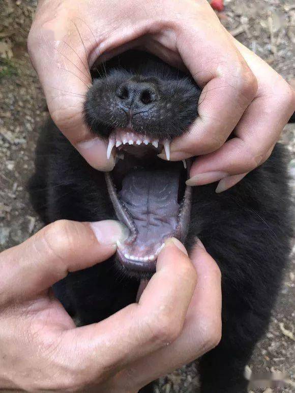 黑瞎子动物舌头图片
