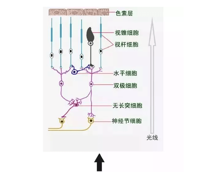 这两种感受器细胞接收到光线产生电信号,传递至双极细胞(bipolar