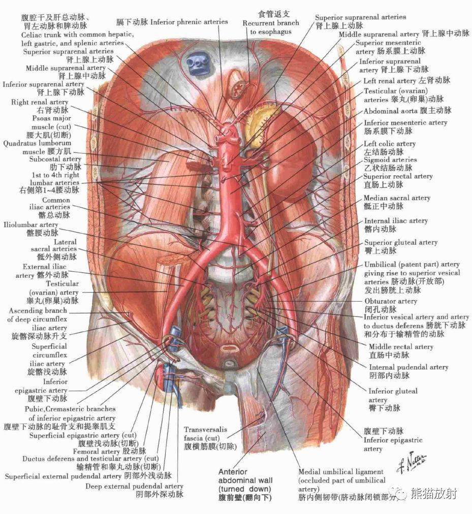 腹壁上动脉图片