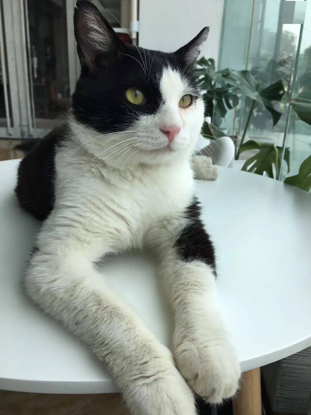  滑动查看下一张图片 小区流浪猫被遗弃的会叫人徒手抓到的