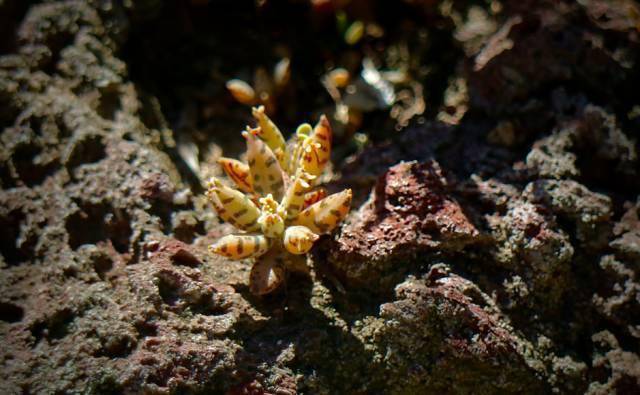 肉友镜头下的外国多肉:也许这就是野生和家养的区别所在