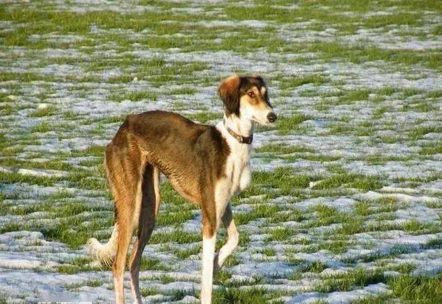 波斯灵缇日常饲养要注意学会坐车很关键这些知识要了解