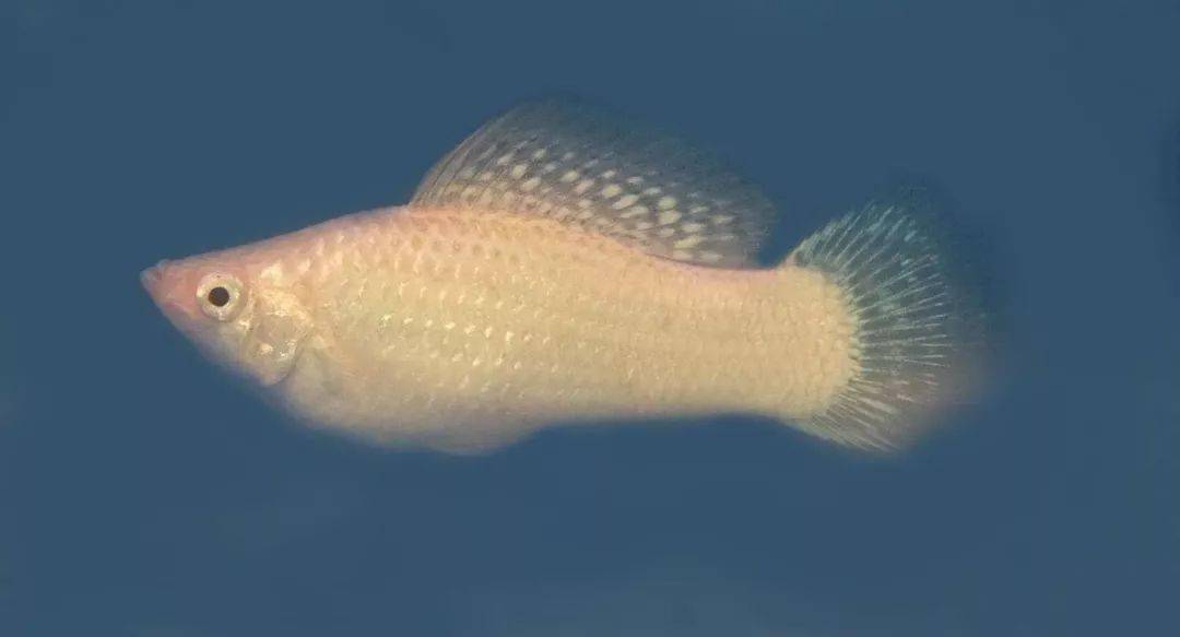 三,剑尾鱼剑尾鱼的尾鳍尖长,分单剑和双剑两种,像是一把锋利的剑,以此