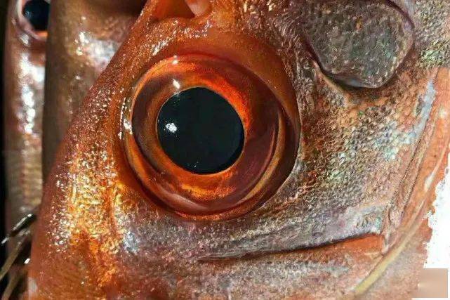 这是什么鱼通体艳红如红宝石一般眼睛大到可以占脑袋的12