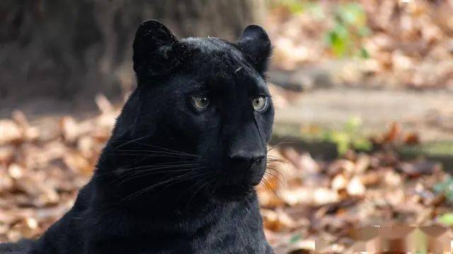 在大型貓科動物中,我們經常能見到黑豹的身影,在原本貓科動物獨特的