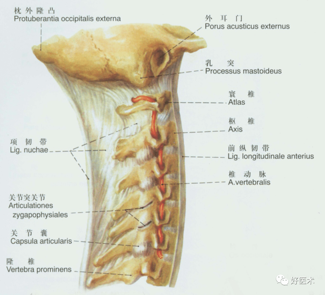 项韧带结构图图片