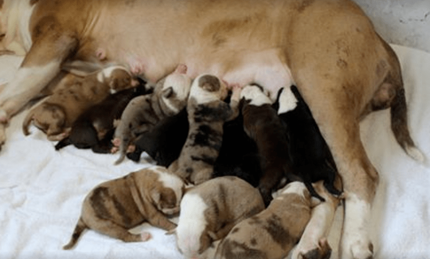肚子里密密麻麻全是狗!狗妈妈19小时生20只狗崽,医生轮番上阵