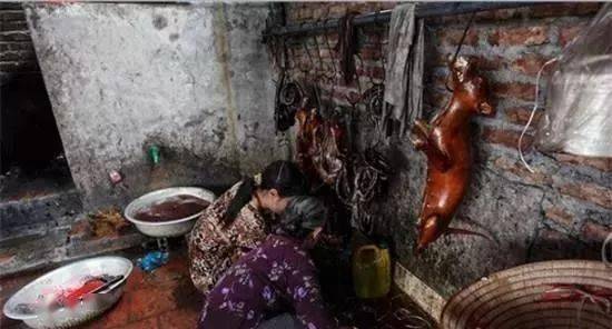 看完越南人吃狗肉,再也不会觉得玉林狗肉节残忍了!