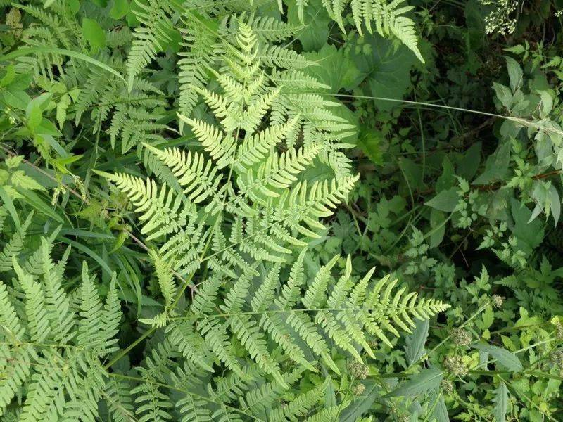 北京地區野生蕨類植物彩色圖鑑上