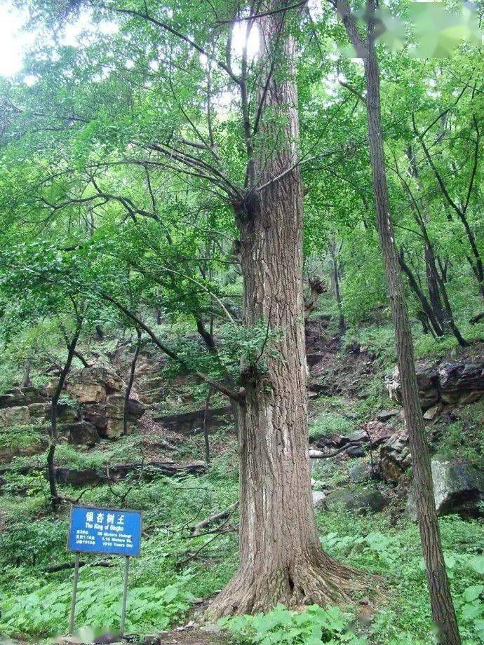 天呐房山这个1500年的活化石绝了