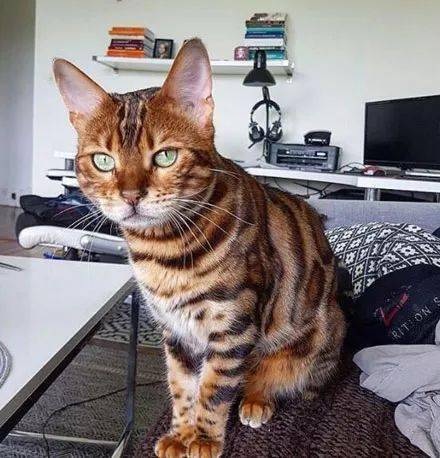 想哄哄它,结果它的表情 家里还有另一只黑猫 by/ins/prime_the_bengal