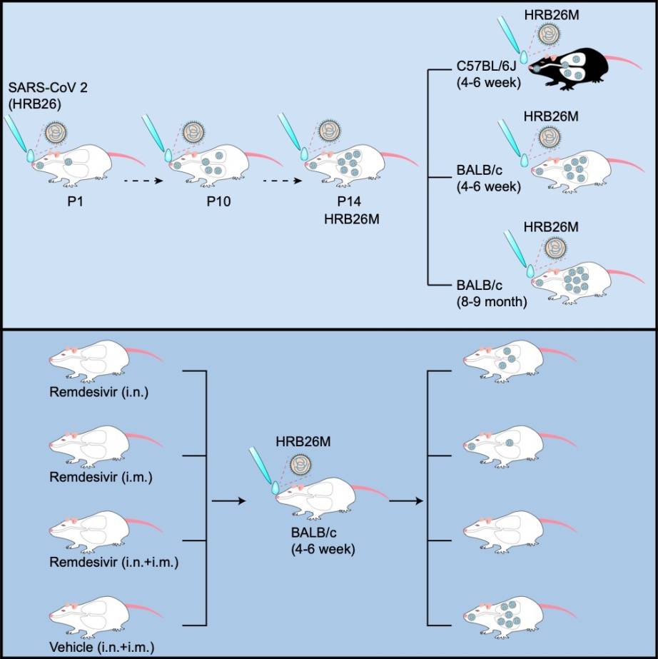 哈兽研建立新冠小鼠模型,病毒能同时在上下呼吸道有效复制