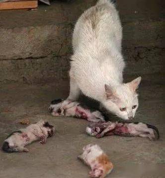 流浪小猫被"变态"摔死,猫妈两眼含泪,紧接的行为让在场人泪崩