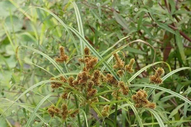 这种恶性杂草如此难根除这些正确的防治方法你知道吗