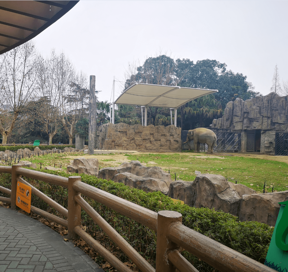 對象牙製品說不——世界大象日_成都動物園