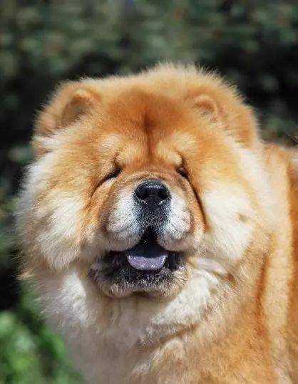 松狮犬皮肤病如何冶病松狮犬有皮肤病怎么办