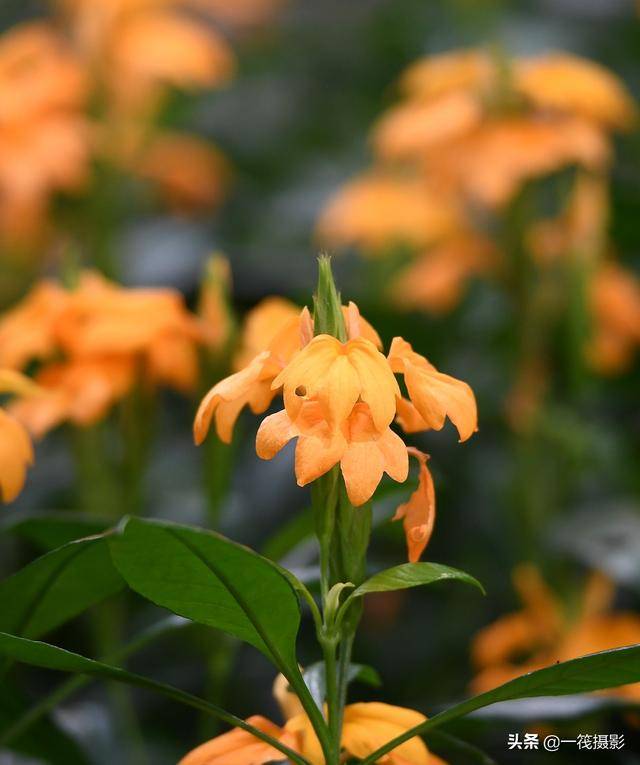 夏花(七十二)——鸟尾花,又称半边黄