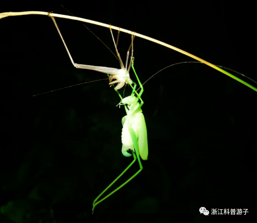 2020暑假福利79夜探杭州花圃童年夏夜有蛙鸣虫趣相伴