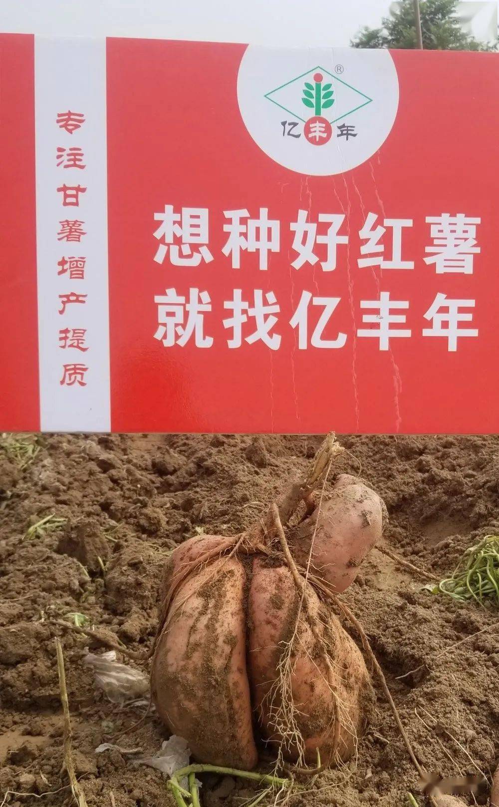 效果反馈亿丰年11红薯专用套餐肥测产调查结果山东郓城