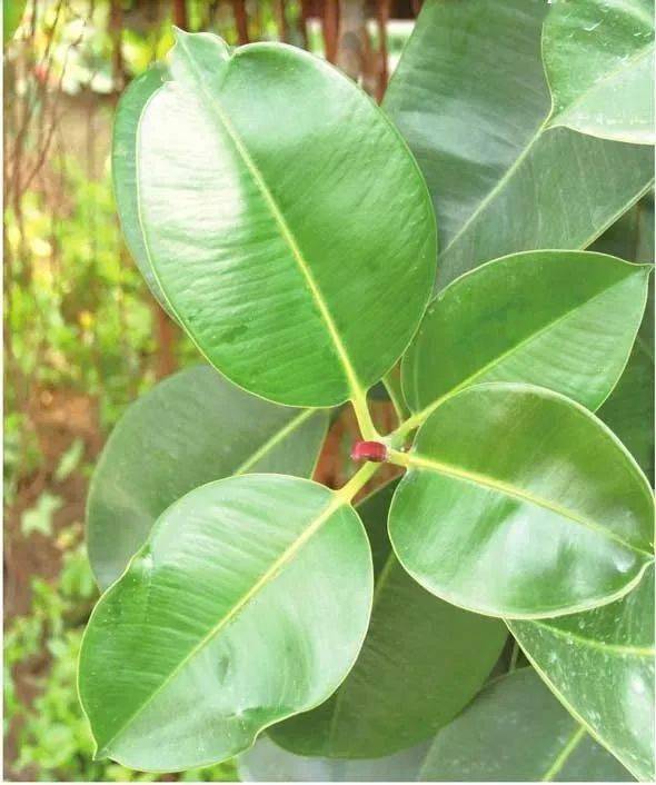 轻轻松松将橡皮树养成肥头大耳的绿胖子