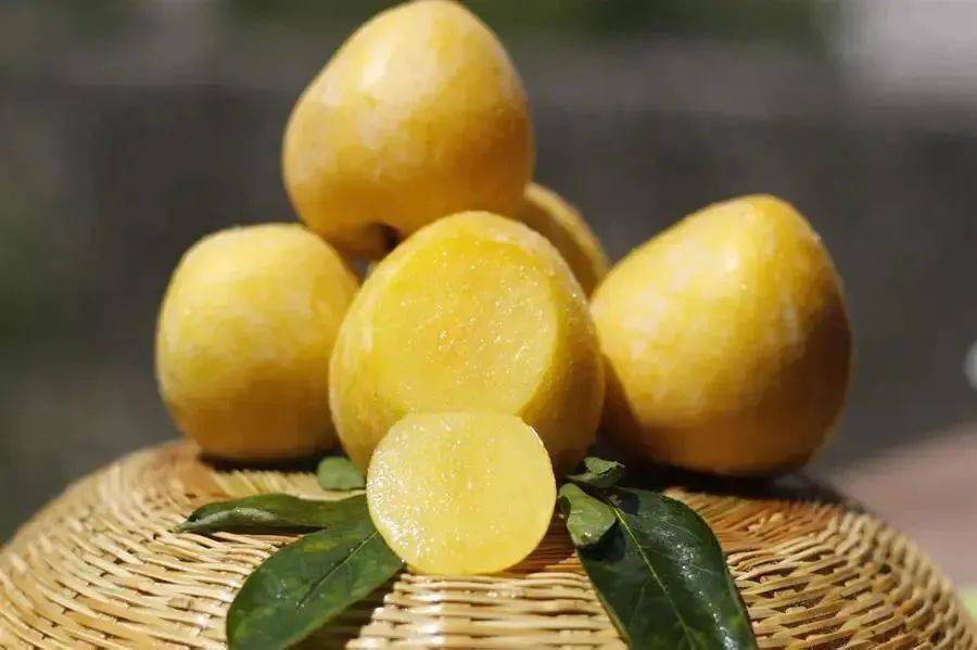 大河镇栏马山村的黄金李熟了