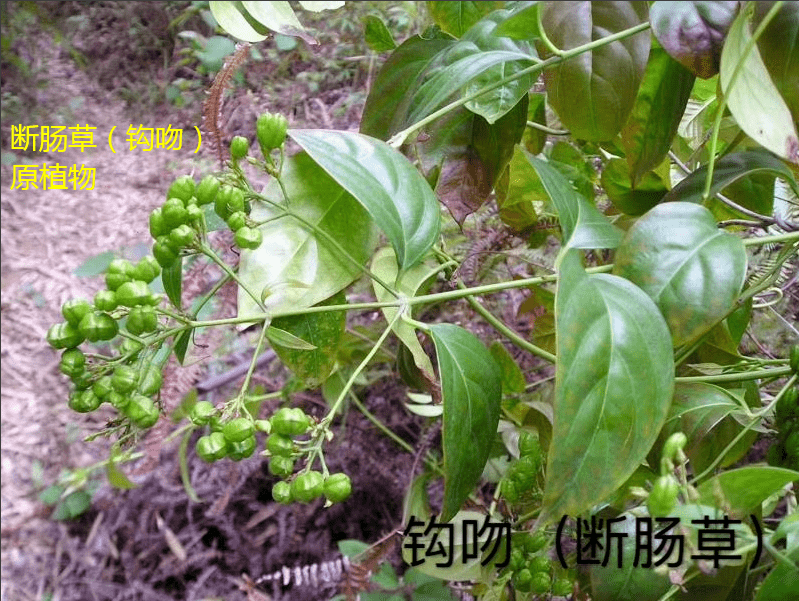 饮五指毛桃汤后中毒晕眩警惕混入这东西有致命危险