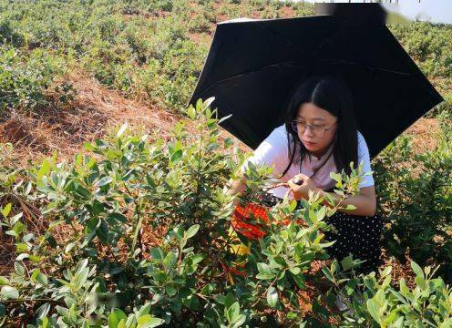 捻子人工种植图片