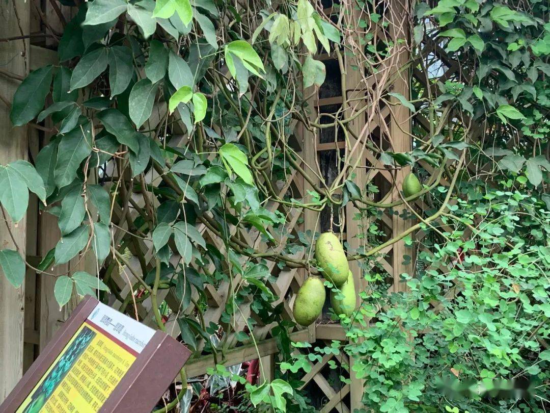 你一定没见过翡翠葛结果来带你去看网红果