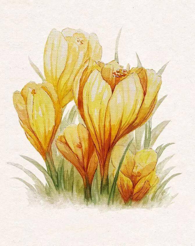 这组水彩花卉素材画的很细腻_马克