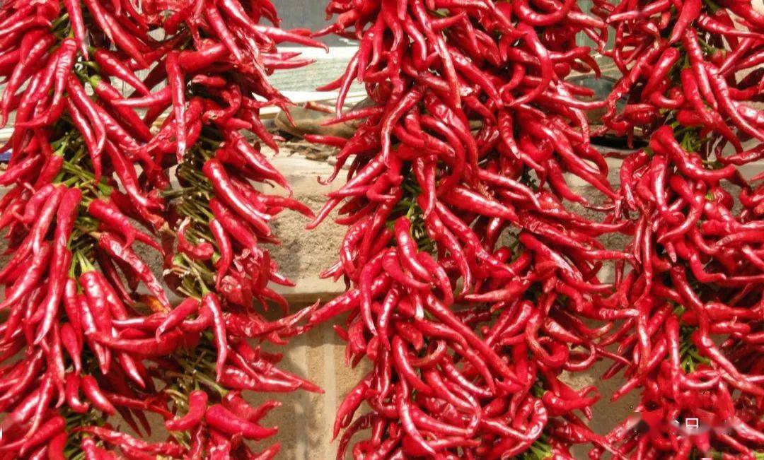 "椒"傲!"金乡辣椒"喜获"全国十大名椒"