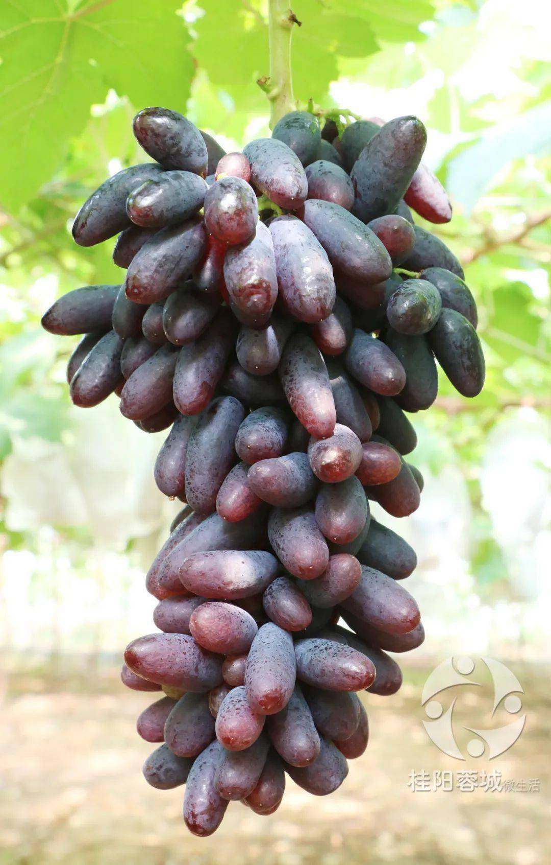 67e农行动神奇桂阳这家葡萄园居然种出长形葡萄有颜有味赶快去打卡