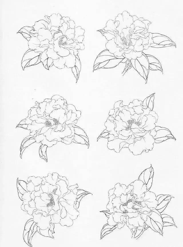 工笔画茶花画法大合集,带底稿