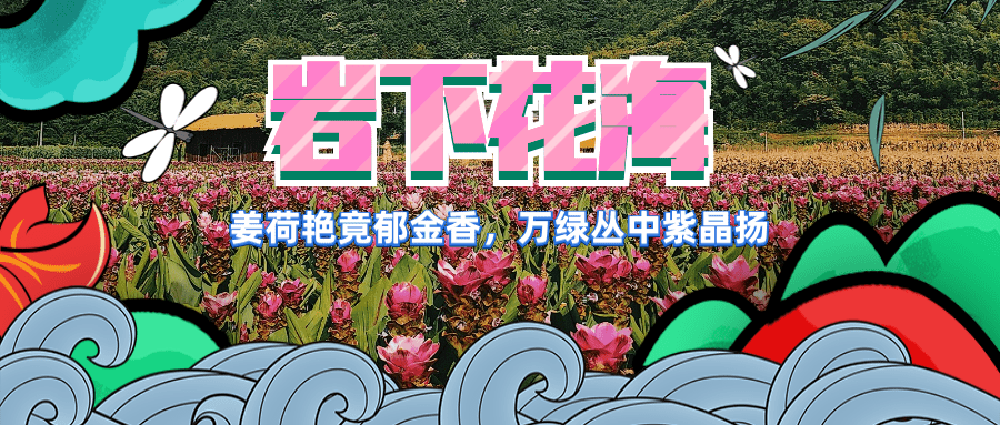 百亩姜荷花震撼怒放!万寿岩下竟然藏着一片花海