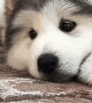 阿拉斯加犬图片表情包图片