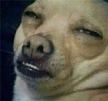 最全沙雕狗子表情包合辑!年度最傻狗子都在这儿了!